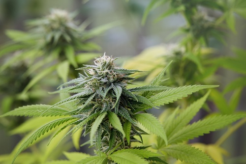 Illinois Moves Step Closer To Legalizing Marijuana For Recreational Us